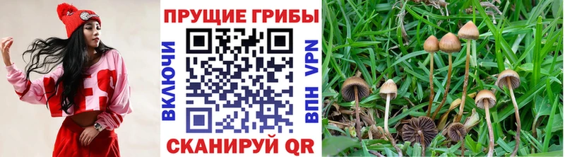 Купить  Оленегорск  Псилоцибиновые грибы MAGIC MUSHROOMS 